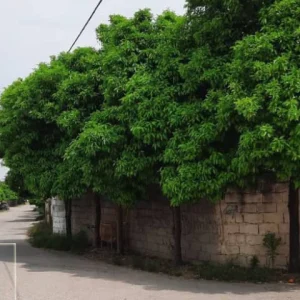 خانه روستایی با سبک روستیک