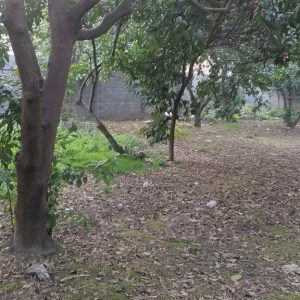 فروش زمین 2500 متری در شهر آمل