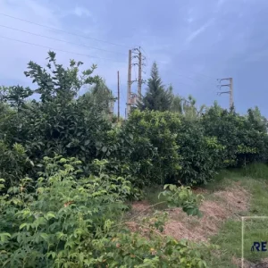 2000 متر زمین با کاربری باغی