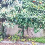 خانه کلنگی در خیابان طبرسی