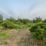 زمین روستایی در کمربندی آمل
