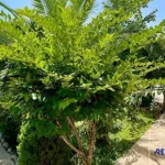 ویلای شهرکی بسیار شیک در چمستان