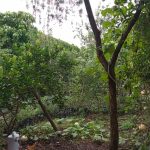 فروش خانه ویلایی حیاط دار عالی