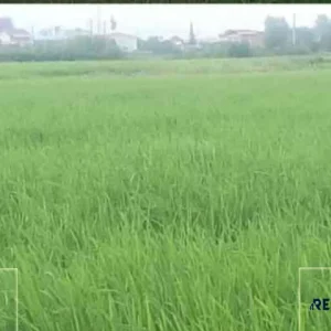 فروش زمین کشاورزی در محمودآباد