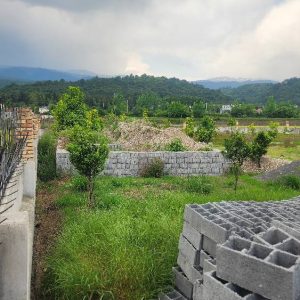 خرید زمین جنگلی در شمال